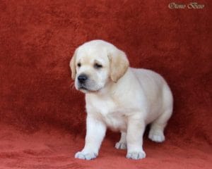 sari labrador retriever