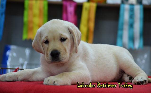 sarı yavru labrador sarı yavru labrador