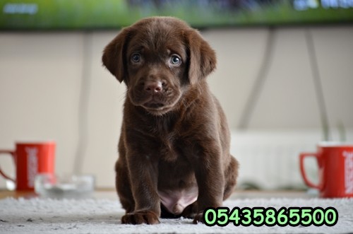 Satılık kahverengi labrador
