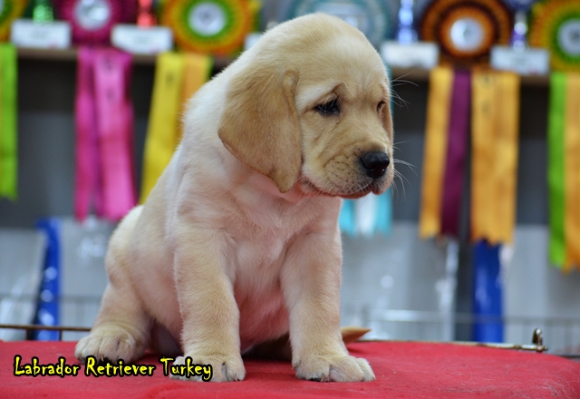 satılık labrador satılık labrador