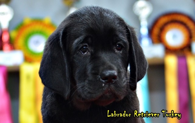 satılık labrador yavru