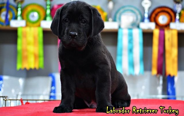 satılık labrador yavruları