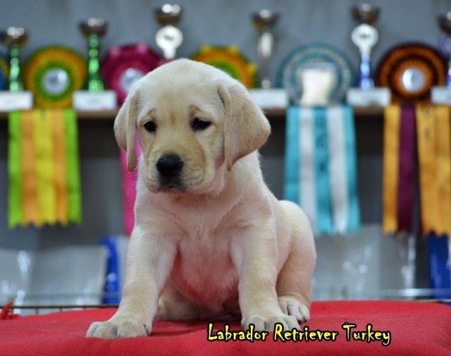 Satılık Labrador Retriever