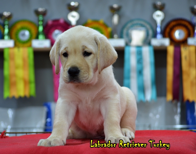 Satılık Labrador Retriever Satılık Labrador Retriever