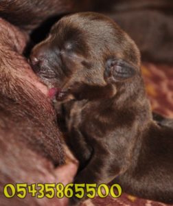 satilik chocolate labrador