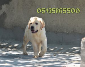 satilik labrador retriever