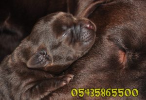 satilik yavru chocolate labrador