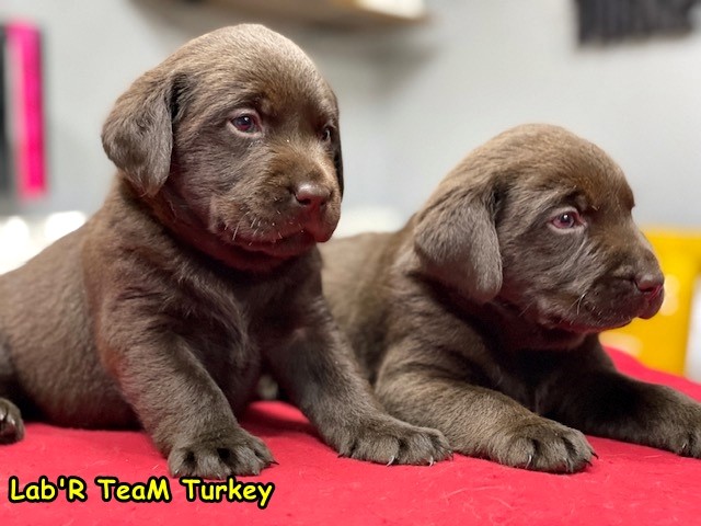 secereli chocolate labrador