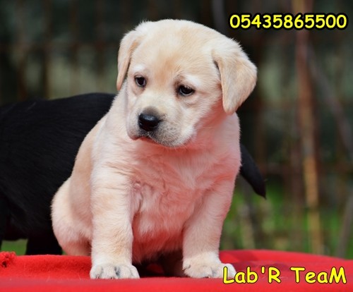 secereli labrador retriever yavru