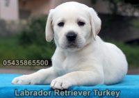 yavru beyaz labrador