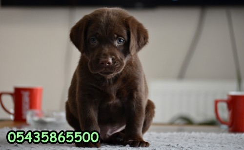 yavru chocolate labrador