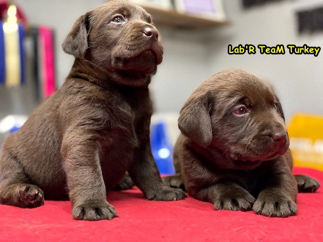 yavru chocolate labrador