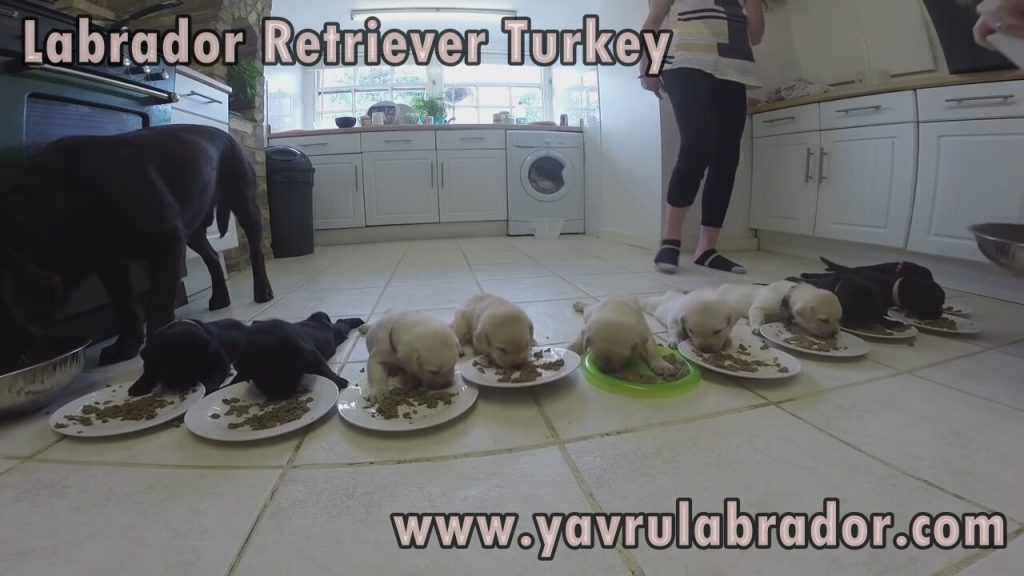 Yavru Labrador Beslenmesi Lab R Team Turkey