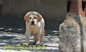 yavru abrador retriever