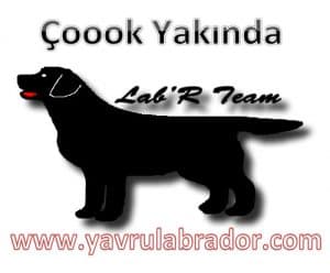 Yavru Labrador