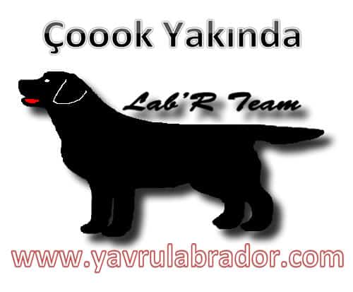 Yavru Labrador 